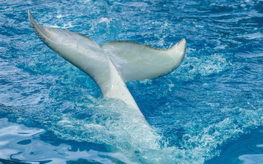 Tail of a big white dolphin in the pool