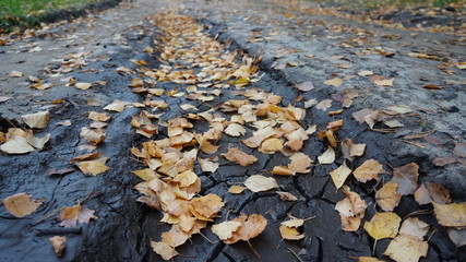  rural autumn road with fallen leaves