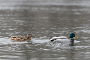 Male and female on the water of the river in early spring. Mallard during migration.