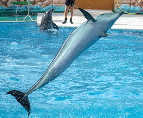 Dolphin jumps from the pool in the park
