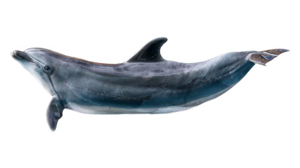 Dolphin isolated on white background © schankz
