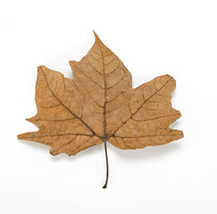 Hojas otoñales de árbol