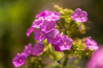 Obraz premium Pink flower grows in nature