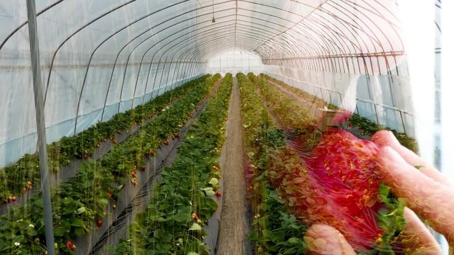 Child eat strawberry patch overlay