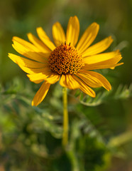 Orange flower on nature as a background