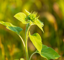 Sunflower growing in the garden