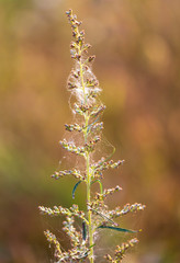 Dry flower grows in nature