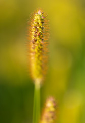 Spikes on the grass in nature as a background