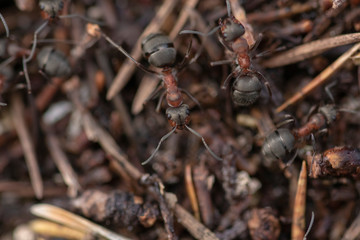 Common Wood Ants, Formica aquilonia, seen from above a nest while colony is active during spring in a scottish pine forest.
