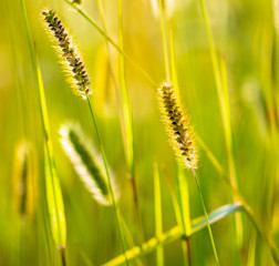 Spikes on the grass in nature as a background