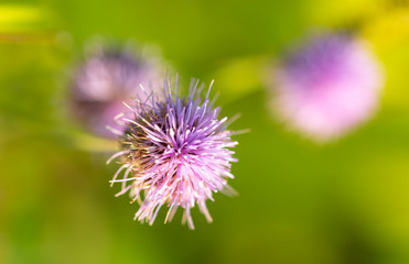 Purple flower grows in nature
