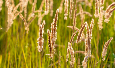 Spikes on the grass in nature as a background