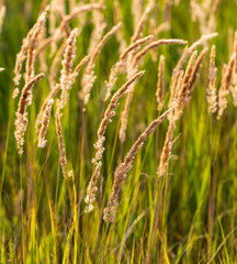 Spikes on the grass in nature as a background