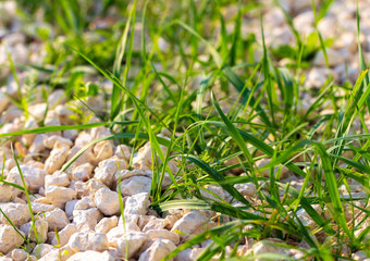 Green grass on nature as background