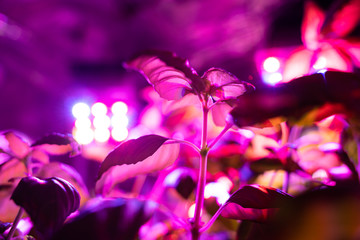 Obraz na płótnie Canvas seedlings for the garden under the LED lamps for plants
