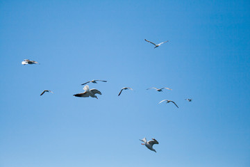 Obraz premium seagulls