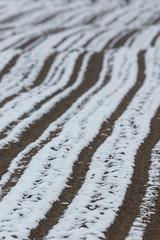 plow soil field with furrows partly covered by snow in spring