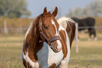 Schönes Pferde Portrait