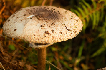 mushroom in the forest