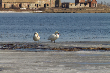 Obraz premium Beautiful couple of white swans is swimming in the lake, partly covered with ice on a sunny day in spring.