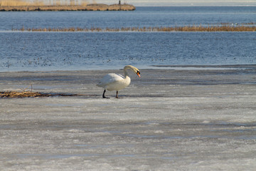 Obraz premium A beautiful white Swan swims in the lake, partially covered with ice on a Sunny spring day.