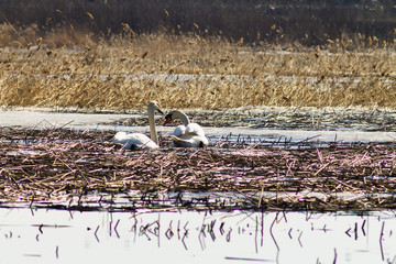 Beautiful couple of white swans is swimming in the lake, partly covered with ice on a sunny day in spring.