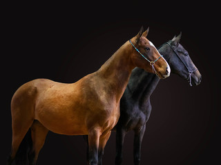 Two adult thoroughbred horses of red and black color against a dark background