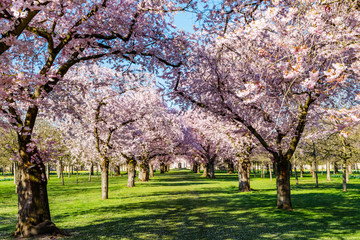 Sakura blossom. Cherry blossoming alley. Wonderful scenic park with rows of blossoming cherry trees and green lawn in spring on fresh green lawn