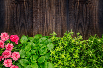 Herbs and herbal plants on dark wooden kitchen counter top.  Kitchen herb garden on table. Fresh pink cloves, green mint, marjoram, rosemary grow in  pot
