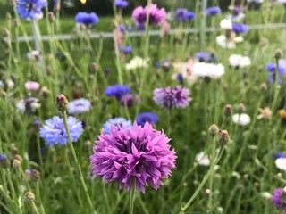 Obraz premium wild flowers on green background