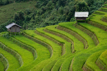 Rice terrace Mountains in Mu can chai, Vietnam