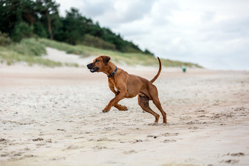 Rhodesian ridgeback dog playing on the sea shore.