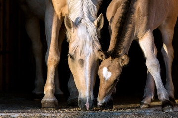 Obraz premium Mare with a foal on the black background