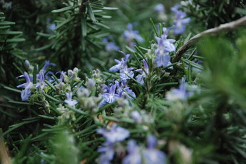 flowers in the garden