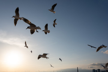 seagulls flying in the Mediterranean sea with background of sky and clouds