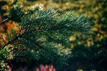 A branch of green spruce with raindrops.