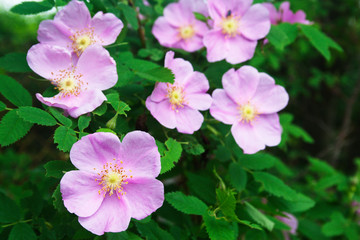 Blooming dog rose. Candid.