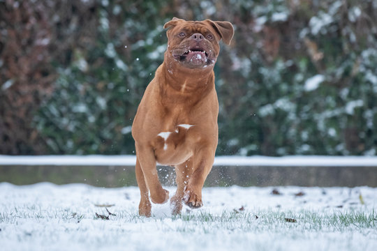 French Mastiff in the snow - Powered by Adobe
