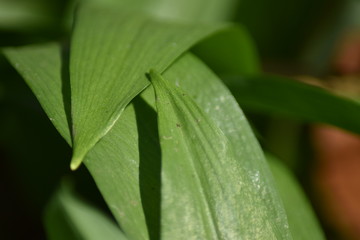 Bärlauch (Allium ursinum) im Wald