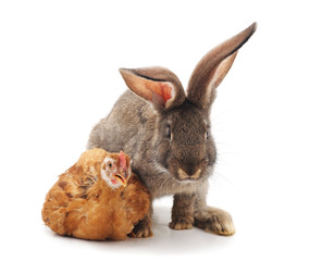 Chicken with rabbit.