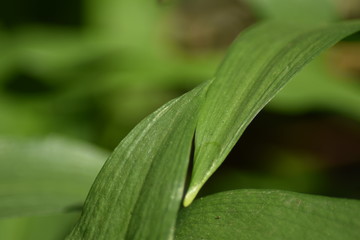 Bärlauch (Allium ursinum) im Wald