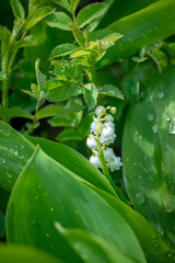Obraz premium Lily of the valley flower in spring garden