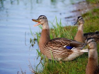 duck on grass