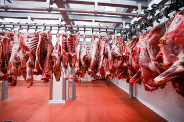 Image of a half beef chunks fresh hung and arranged in a row in a large fridge in the fridge meat industry.