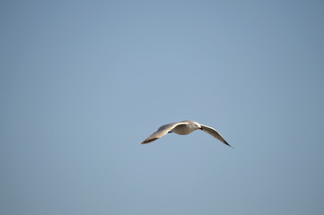 Close-up of a Beautiful Seagull, Nature, Seascape, Sicily, Italy, Europe