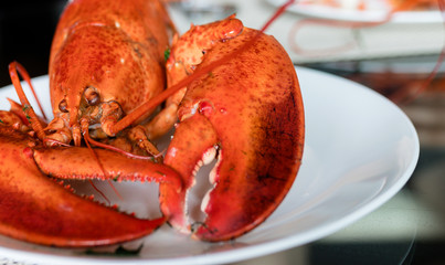 Delicious Red Lobster