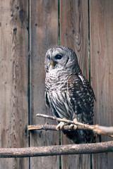 The barred owl