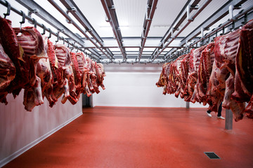 A lot of half cow chunks fresh hung and arranged in a row in a large fridge in the fridge meat...