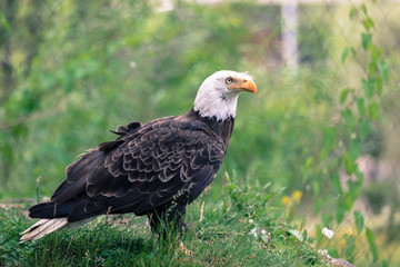 Bald Eagle