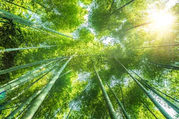 Gordijnen bamboe bos mooie groene natuurlijke achtergrond © hrui